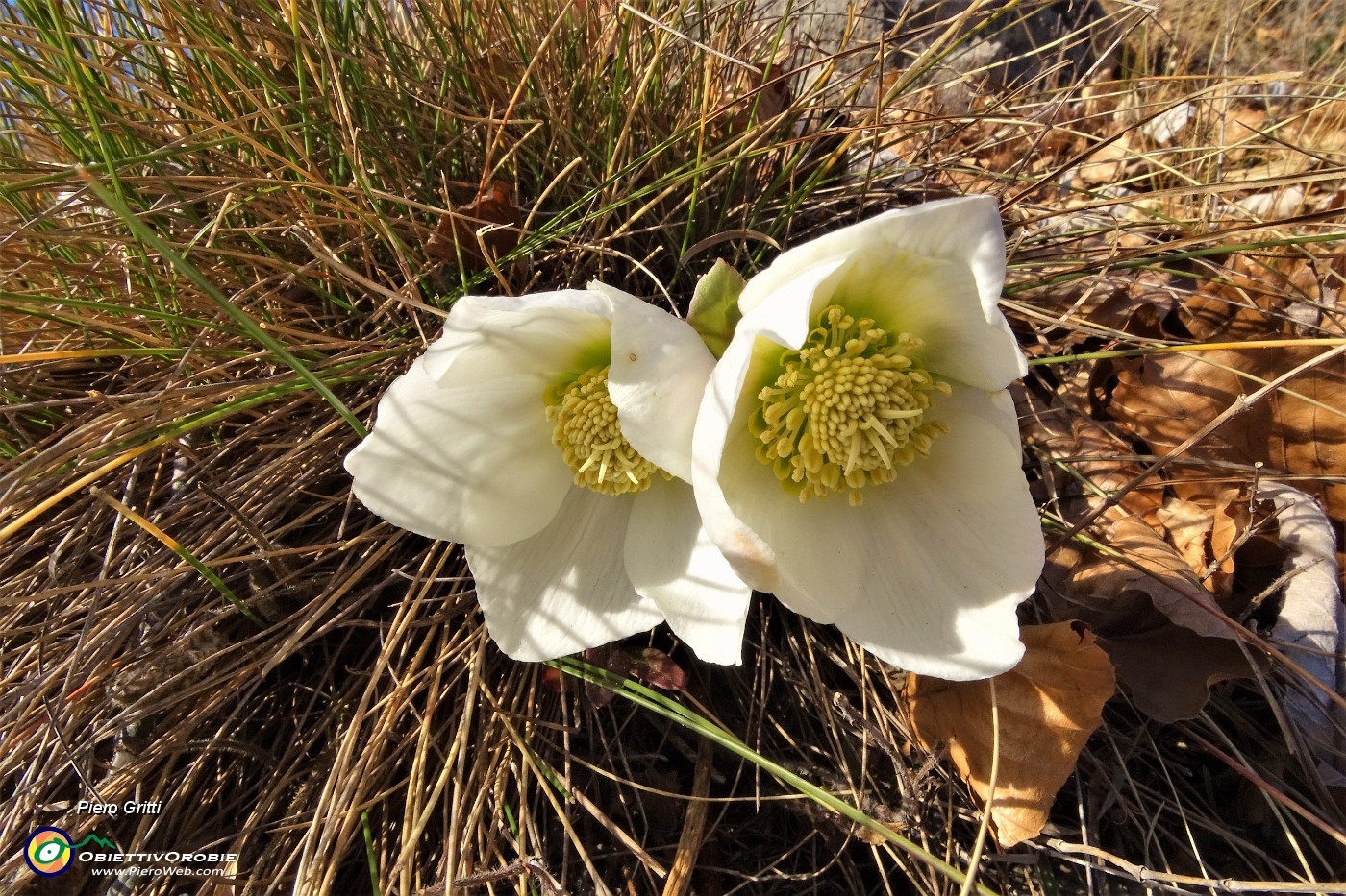 50 Ellebori in fiore.JPG
